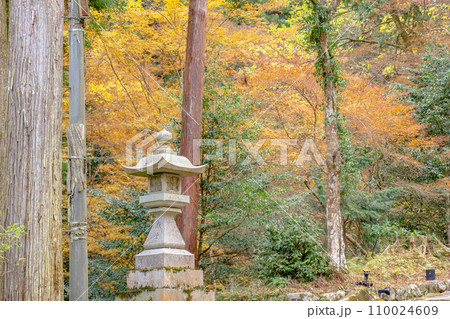 滋賀県大津市坂本の日吉大社 参道の紅葉 滋賀県大津市坂本の日吉大社 参道の紅葉 110024609