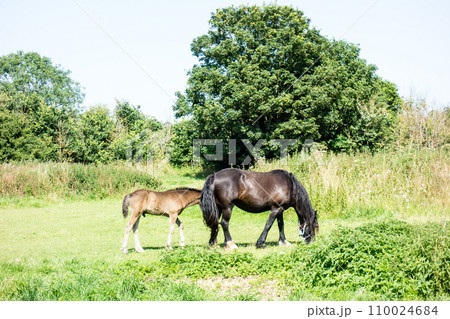 広々としたフィールドにたたずむ馬 ロンドン郊外にて 広々としたフィールドにたたずむ馬 ロンドン郊外にて 110024684