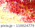 真っ赤な紅葉 110024779