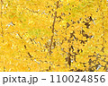 黄葉したイチョウの樹 110024856