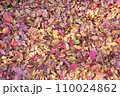 落ち葉の絨毯 110024862