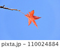 青空に映える紅葉 110024884
