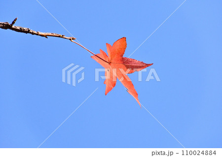 青空に映える紅葉 青空に映える紅葉 110024884