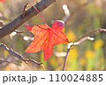 紅葉した葉 110024885