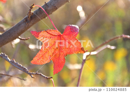 紅葉した葉 110024885