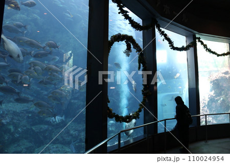 静岡県下田市にある「下田海中水族館」 静岡県下田市にある「下田海中水族館」 110024954