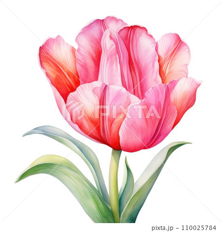 watercolor tulip flowers illustration on a white background. watercolor tulip flowers illustration on a white background. 110025784