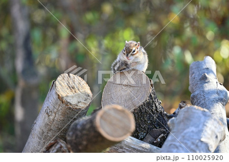 シマリス　気持ちよさそうに日向ぼっこ　埼玉県さいたま市（市民の森・見沼グリーンセンター・りすの家） 110025920