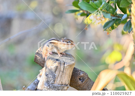 シマリス 気持ちよさそうに日向ぼっこ 埼玉県さいたま市(市民の森・見沼グリーンセンター・りすの家) シマリス 気持ちよさそうに日向ぼっこ 埼玉県さいたま市(市民の森・見沼グリーンセンター・りすの家) 110025927
