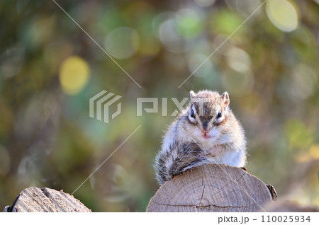 シマリス　気持ちよさそうに日向ぼっこ　埼玉県さいたま市（市民の森・見沼グリーンセンター・りすの家） 110025934