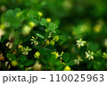 ネコハギのクローズアップ 110025963