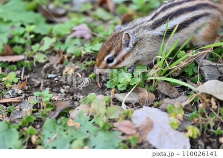 巣穴に食事を隠すシマリス　埼玉県さいたま市（市民の森・見沼グリーンセンター・りすの家） 110026141