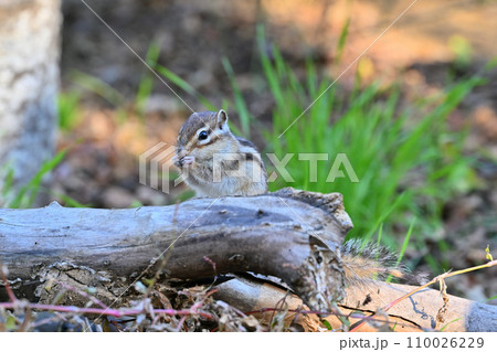 食事中のシマリス　埼玉県さいたま市（市民の森・見沼グリーンセンター・りすの家） 110026229