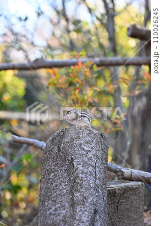 食事中のシマリス　埼玉県さいたま市（市民の森・見沼グリーンセンター・りすの家） 110026245