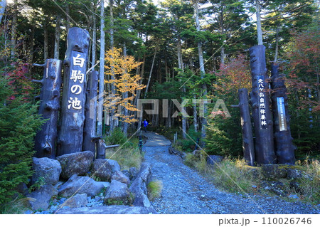 秋の白駒の池　 110026746