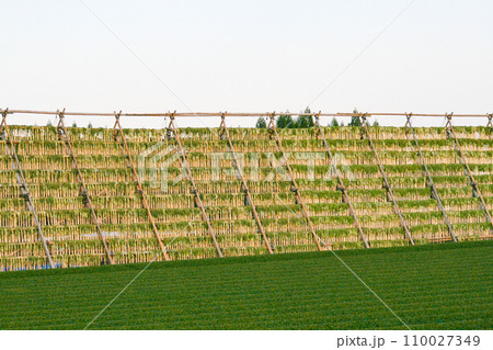 宮崎県新富町の冬の風物詩 茶畑の向こうの干し大根 宮崎県新富町の冬の風物詩 茶畑の向こうの干し大根 110027349