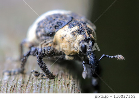 近くで見るゾウムシ 110027355