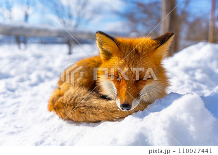 冬のキタキツネ 110027441