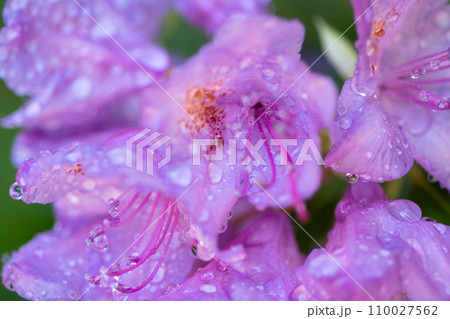beautiful lilac rhododendron flowers blossom with water drops. macro shot. art shot with selective focus and blurs beautiful lilac rhododendron flowers blossom with water drops. macro shot. art shot with selective focus and blurs 110027562
