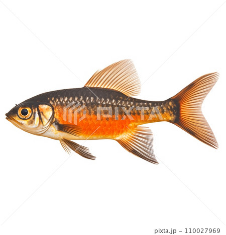 AI-generated content. Multicolored aquarium fish on a transparent background, side view. The Ringtail Cardinalfish, an black and orange saltwater aquarium fish, isolated on white background, design 110027969