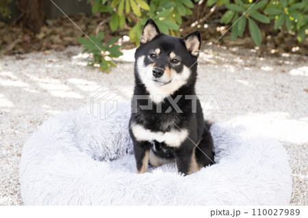 ふわふわのベッドに入った豆柴のシェリ 110027989