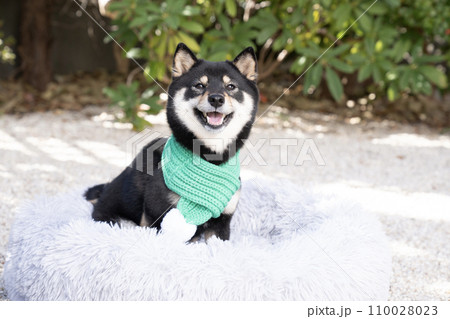 緑のマフラーをした豆柴のシェリ 110028023