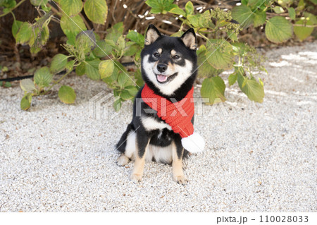 赤いマフラーをした豆柴のシェリ 110028033