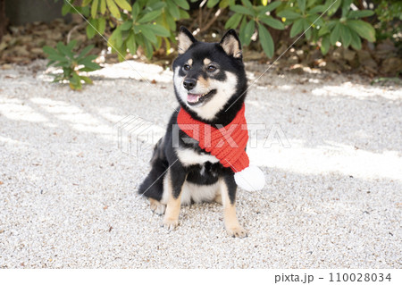 赤いマフラーをした豆柴のシェリ 110028034