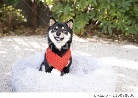 赤いマフラーをした豆柴のシェリ 110028036