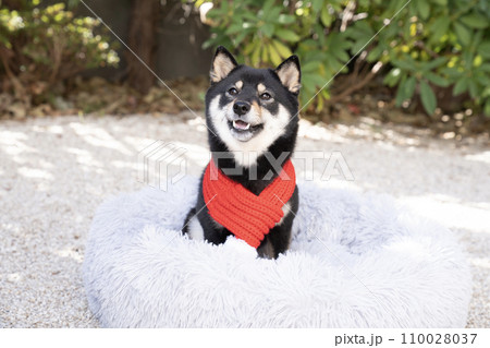 赤いマフラーをした豆柴のシェリ 110028037