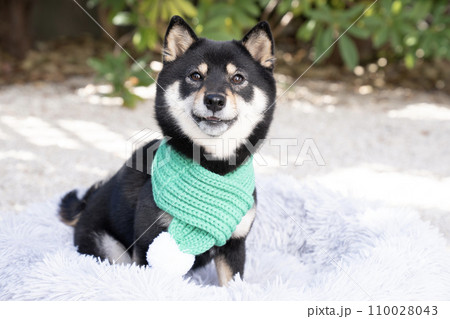 緑のマフラーをした豆柴のシェリ 110028043