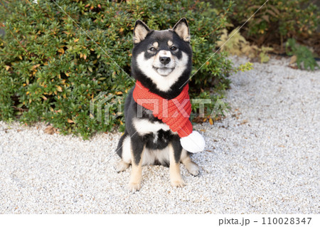 赤いマフラーをした豆柴のシェリ 110028347