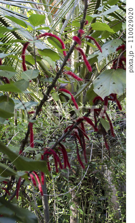 Acalypha hispida plant, also known as the Chenille plant or Red Hot Cat's Tail. Highlight its unique characteristics, such as the long, fuzzy, red flowers that resemble a fluffy tail. 110029020