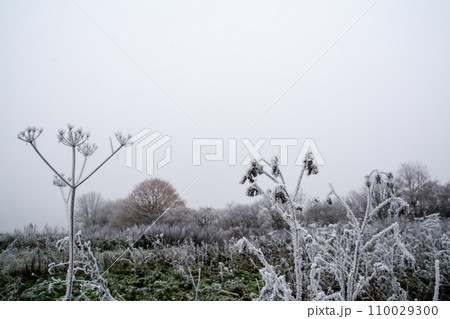荒涼として寒い朝の霜が降りて白くなった枯草と枝木の林　ロンドン郊外のフィールドにて 110029300