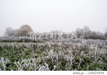 荒涼として寒い朝の霜が降りて白くなった枯草と枝木の林　ロンドン郊外のフィールドにて 110029304