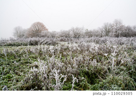 荒涼として寒い朝の霜が降りて白くなった枯草と枝木の林　ロンドン郊外のフィールドにて 110029305