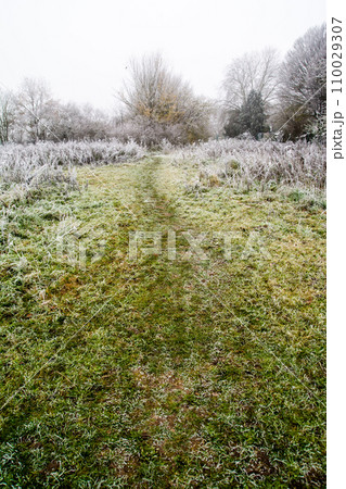荒涼として寒い朝の霜が降りて白くなった枯草と枝木の林　ロンドン郊外のフィールドにて 110029307