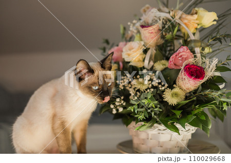 Hungry siamese cat portrait. Kitten is licking its mouth and waiting for snacks on background of basket with flowers at home Hungry siamese cat portrait. Kitten is licking its mouth and waiting for snacks on background of basket with flowers at home 110029668