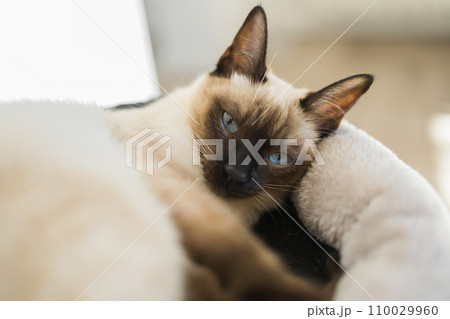 Portrait of elegant beige Siamese cat lying with blue eyes. Pet sits comfortably. Sleek well-groomed thoroughbred brown cat close-up Portrait of elegant beige Siamese cat lying with blue eyes. Pet sits comfortably. Sleek well-groomed thoroughbred brown cat close-up 110029960