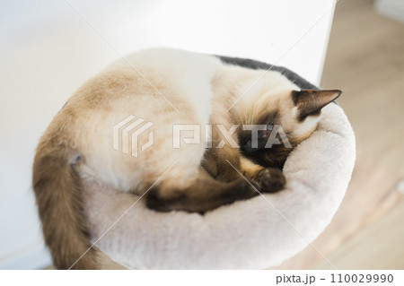 Portrait of elegant beige Siamese cat lying with blue eyes. Pet sits comfortably. Sleek well-groomed thoroughbred brown cat 110029990