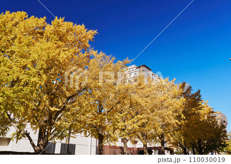 紅葉シーズンの横浜・日本大通りのイチョウ並木 110030019