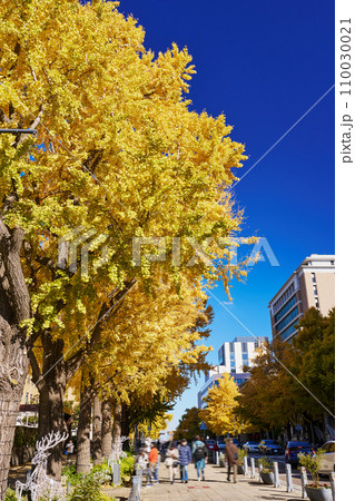 紅葉シーズンの横浜・日本大通りのイチョウ並木 110030021