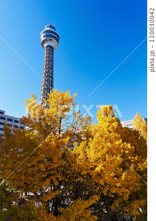 紅葉シーズンの横浜・山下公園通りのイチョウ並木 紅葉シーズンの横浜・山下公園通りのイチョウ並木 110030042