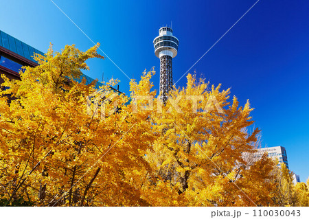 紅葉シーズンの横浜・山下公園通りのイチョウ並木 110030043
