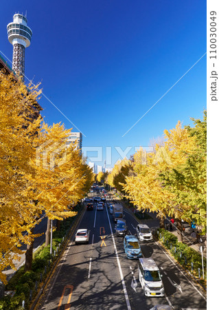 紅葉シーズンの横浜・山下公園通りのイチョウ並木 紅葉シーズンの横浜・山下公園通りのイチョウ並木 110030049