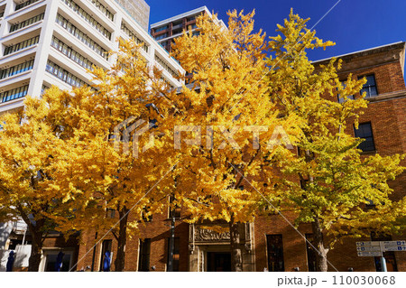 紅葉シーズンの横浜・日本大通りのイチョウ並木 110030068