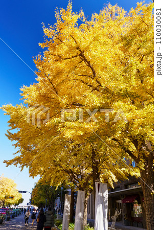 紅葉シーズンの横浜・日本大通りのイチョウ並木 110030081