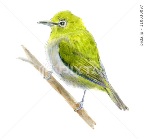 枝にとまるメジロ 110030097