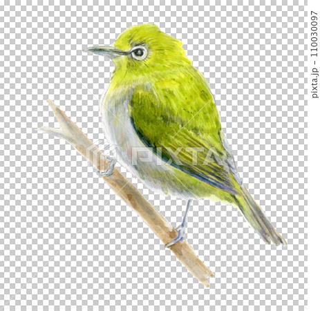 枝にとまるメジロ 110030097