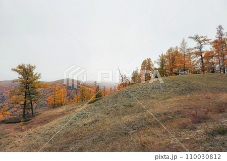 Golden September in the foggy mountains. Yellow larch season is the best with beautiful views. Natural scenery of autumn mountain forest. Siberia. Golden September in the foggy mountains. Yellow larch season is the best with beautiful views. Natural scenery of autumn mountain forest. Siberia. 110030812
